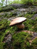 Hurá na houby - zátiší s houbou